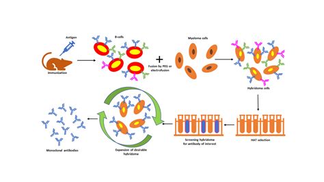 Understanding Hybridoma Technology For Monoclonal Antibody Production