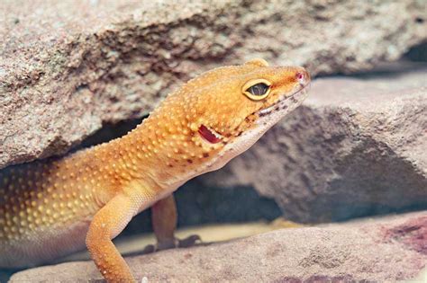 Do Leopard Geckos Make Good Petswith Pics Blue Dragon Pets