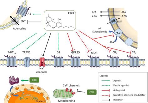 Diversity Of Molecular Targets And Signaling Pathways For Cbd Almeida