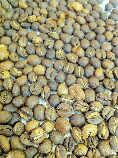 We did not find results for: Organic, Fair Trade Green Coffee Beans ready for hand ...