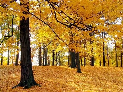 Jesensko Drveće I žuto Lišće Otpadnuto Sa Stabla Download Besplatna