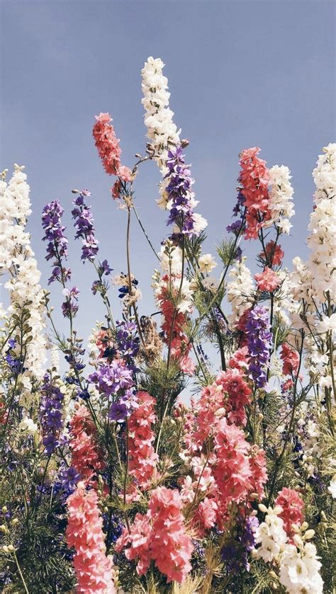 Find images of flowers aesthetic. pins like this :: @annieearnshaw13 | Flower aesthetic ...