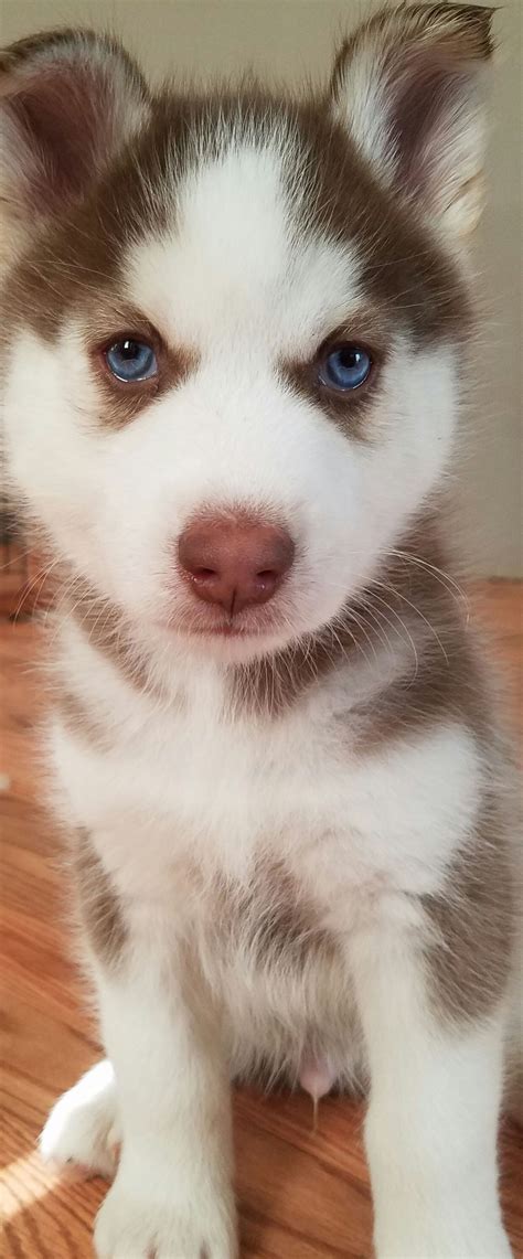 Brown Husky Puppy With Blue Eyes Price Puppies Cares