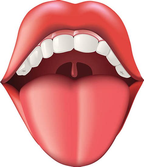 best human tongue illustrations royalty free vector graphics and clip art istock