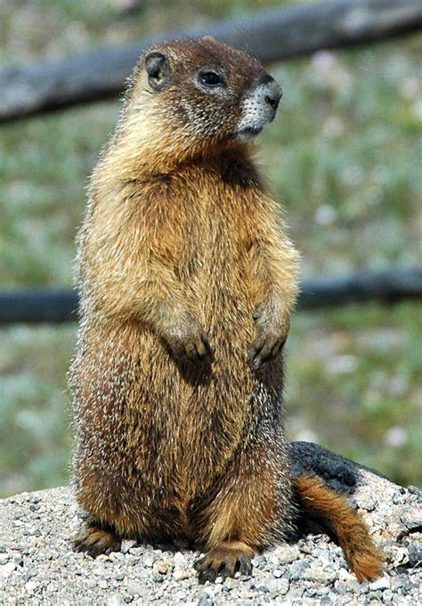 Marmots Seasons And Climate Change