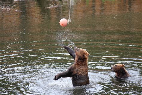 图片素材 水 熊 野生动物 动物园 哺乳动物 动物群 球 脊椎动物 拍击 5184x3456 578928