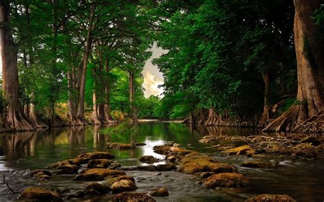 Download Wallpapers River In The Forest Green Trees Forest River