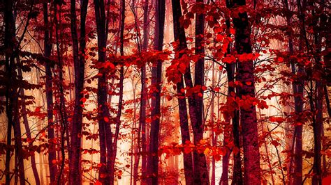 Download Tree Red Fall Nature Forest Hd Wallpaper