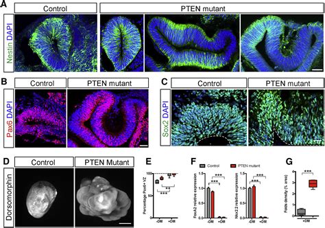 Induction Of Expansion And Folding In Human Cerebral Organoids Cell