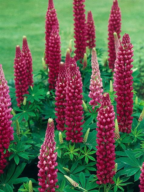 The look may seem haphazard but is actually planned. Cottage Garden Plants | Cottage garden plants, Lupine ...