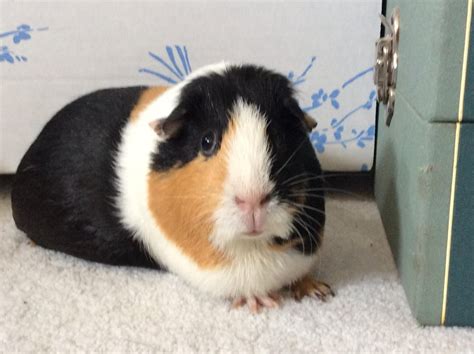 My Son Just Moved Out And Left His Pet Guinea Pig Behind She Looks So