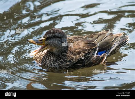 Duck Quacking Stock Photo Alamy
