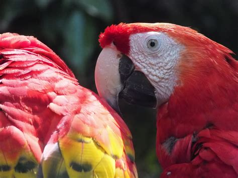 Free Images Bird Red Beak Fauna Lorikeet Macaw Mexico
