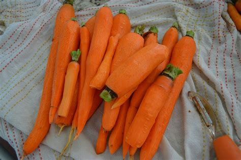 Cool Carrots Bloom