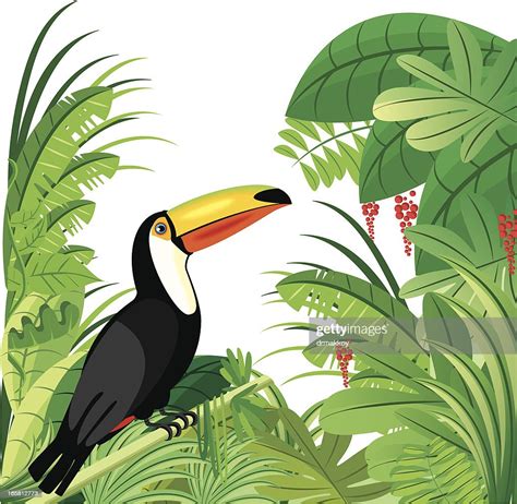 Toucan And Tropical Rainforest High Res Vector Graphic Getty Images