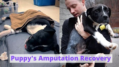 Puppys Amputation Recovery 3 Day Vlog Youtube