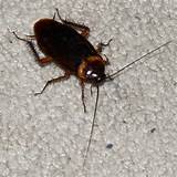 Photos of New York Cockroach