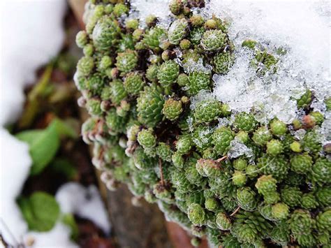 How To Protect Potted Plants From Winter Frost And Rain Saga