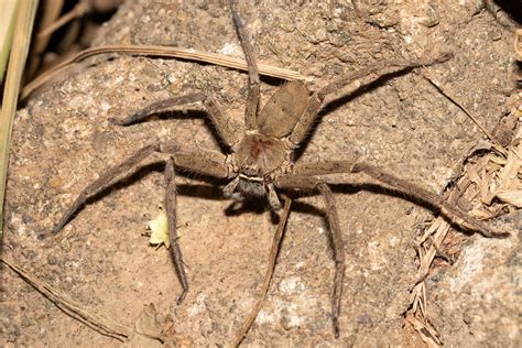 Heteropoda Venatoria Brown Huntsman Spider Female Spar Flickr