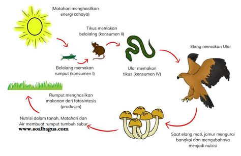 Rantai Makanan Harmoni Dalam Ekosistem Bab 2 Ipas Kelas 5