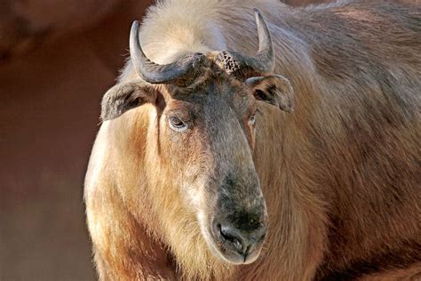 takin ii this is a takin one of the residents at the … flickr