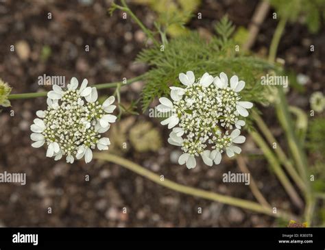 White Laceflower Orlaya Grandiflora Hi Res Stock Photography And Images