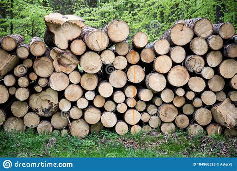 Cut Down Tree Piles In A Forest Stock Image Image Of Energy Look