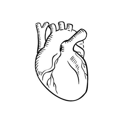 Premium Vector Isolated Human Heart Outline Sketch
