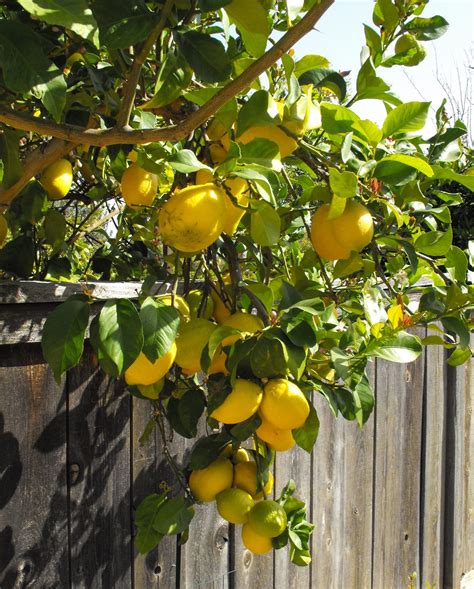 The 5 Best Types Of Lemon Trees Progardentips