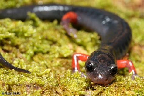 Red Legged Salamander Plethodon Shermani