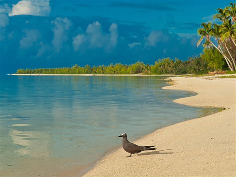 Bird On South Pacific Beach Hd Desktop Wallpaper