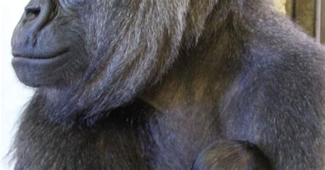 Male Gorilla Baby Born At Taronga Taronga Conservation Society Australia