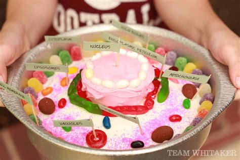 Edible Science The Animal Cell Kathryn Whitaker Edible Cell