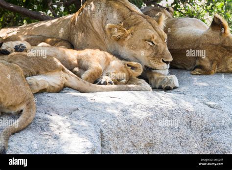 Leonas Con Cachorros De Le N Africano Panthera Leo Las Especies De La Familia Felidae Y Un