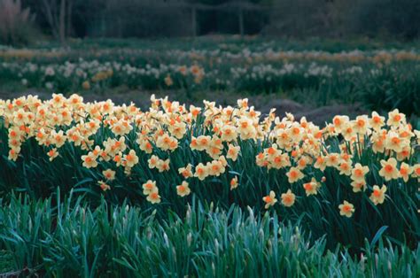 How To Plant Spring Bulbs So They Appear Natural Spring Bulbs Plants