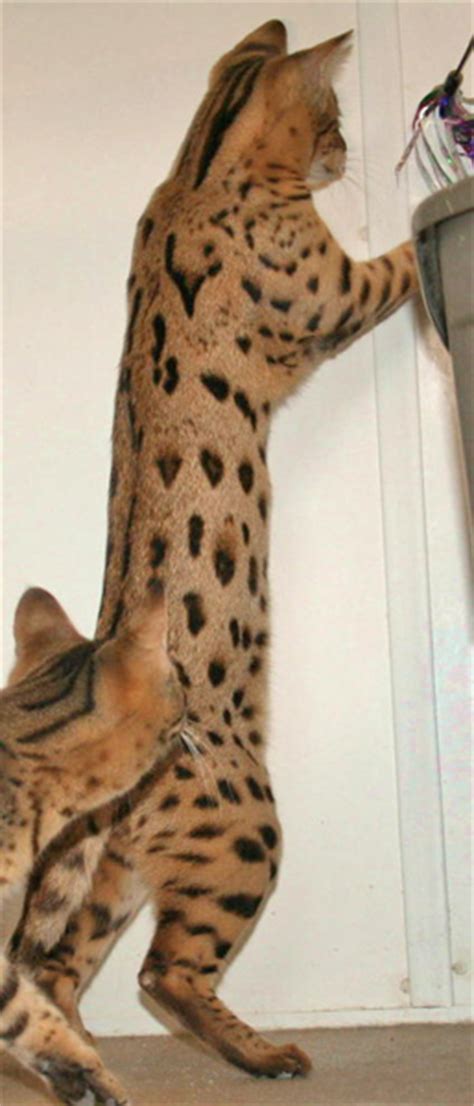 It is kind of the luck of the draw. F3 Savannah Cat Price & Pics | F3 Serval Queen | Savannah ...