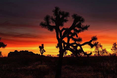 Joshua Tree Sunrise Photograph By Jim Allsopp