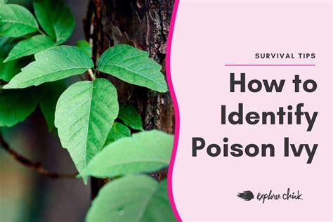 How To Identify Poison Ivy And How To Treat An Allergic Reaction