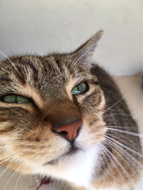 Noah's ark pet center is known in the community as the leader in fine pet supplies in madison, wisconsin, and the surrounding areas. Noah's Ark Pet Rescue - Home | Facebook