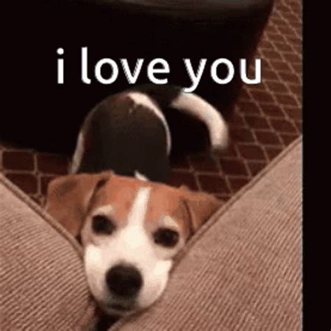 They are suitable for her and for him. Puppy Love ILove You GIF - PuppyLove ILoveYou Cute ...
