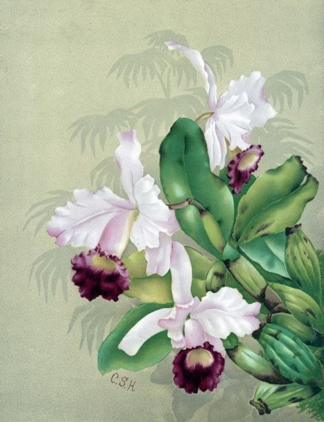 orchid flowers painting  stock photo public domain