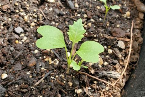 Vegetable Seedling Identification Pictures And Descriptions The Old