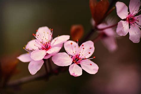 Cherry Blossom Flower Hindrikaci