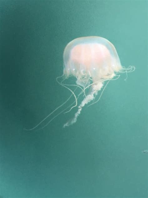Atlantic Sea Nettle Jellyfish Of The Cape Fear Region Nc · Inaturalist