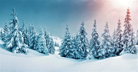 Earth Forest Snow Tree Winter Wallpaper 6785x3551 1192240 Wallpaperup