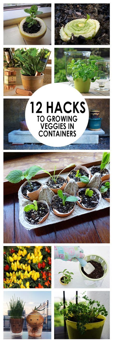 12 Gardening Hacks To Growing Veggies In Containers