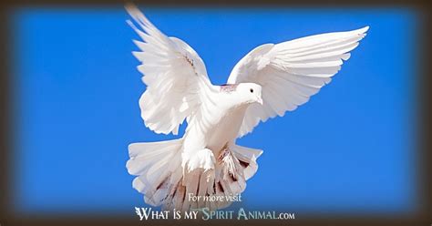 Dove Symbolism And Meaning Spirit Totem And Power Animal