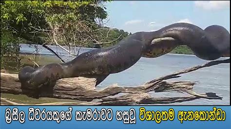 Anaconda Largest Ever Found Poleness