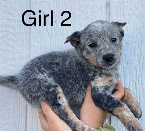 Blue Heeler Puppies For Sale Vic