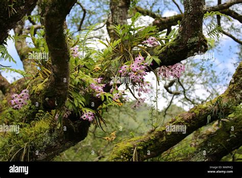 Wild Orchid Flowers In The Forest Stock Photo Alamy